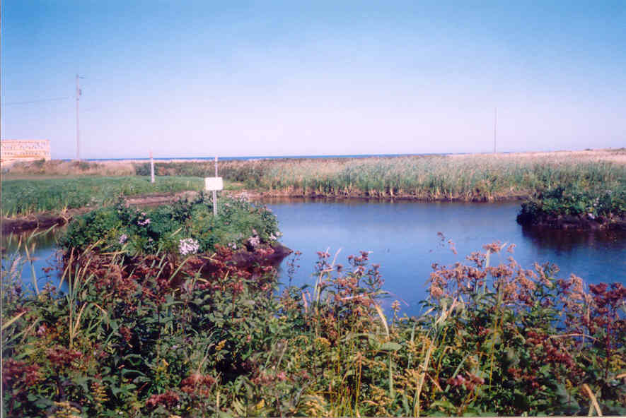 Ducks unlimited pond